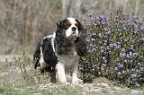 CAVALIER KING CHARLES 225